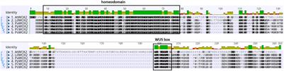 Constitutive Overexpression of a Conifer WOX2 Homolog Affects Somatic Embryo Development in Pinus pinaster and Promotes Somatic Embryogenesis and Organogenesis in Arabidopsis Seedlings